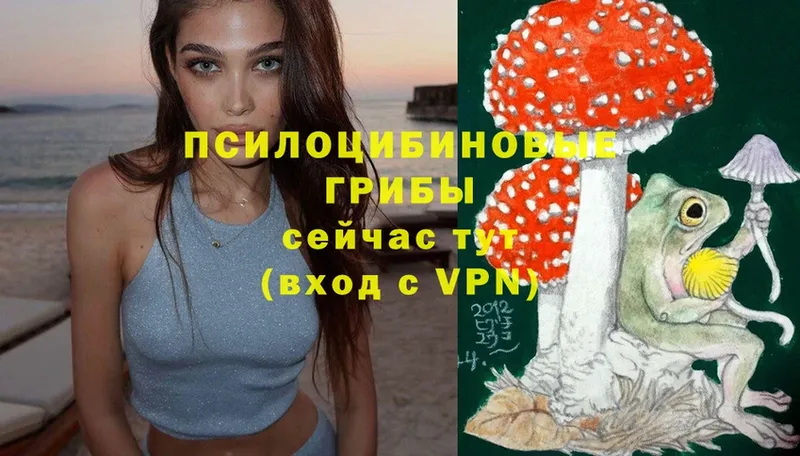 Псилоцибиновые грибы Cubensis  купить   Венёв 